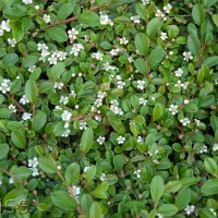 Cotoneaster